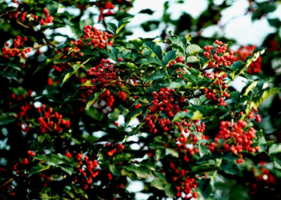 重慶火鍋底料牌子怎么選，為何要重視背后廠家？