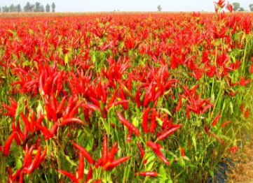 火鍋底料怎么做味道正宗，生產(chǎn)時這些條件必須具備！