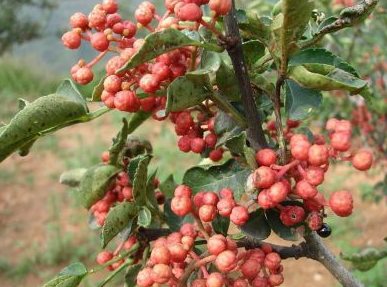 火鍋底料一手貨源怎么找，不同渠道貨源特點？